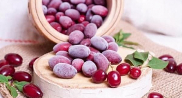 Jak zmrazit dřín v lednici na zimu doma a je to možné